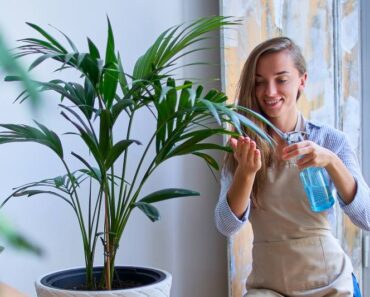 ŠEST POPULANIH SOBNIH BILJAKA: Kako ih njegovati da bi dobro napredovale?