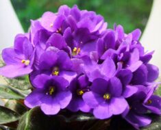 Afrička ljubičica (Saintpaulia)