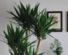 Drvo života (dracena, ženski zmaj, Dracaena marginatta)