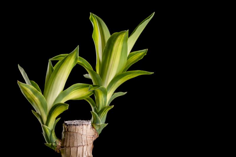 Drvo života (dracena, ženski zmaj, Dracaena marginatta)