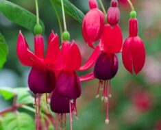 FUKSIJA: Praktični savjeti za uzgoj i njegu ovog lijepog cvijeća