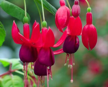 FUKSIJA: Praktični savjeti za uzgoj i njegu ovog lijepog cvijeća