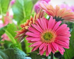 GERBER: Prekrasan cvijet iz naših buketa koji se lako uzgaja u teglama