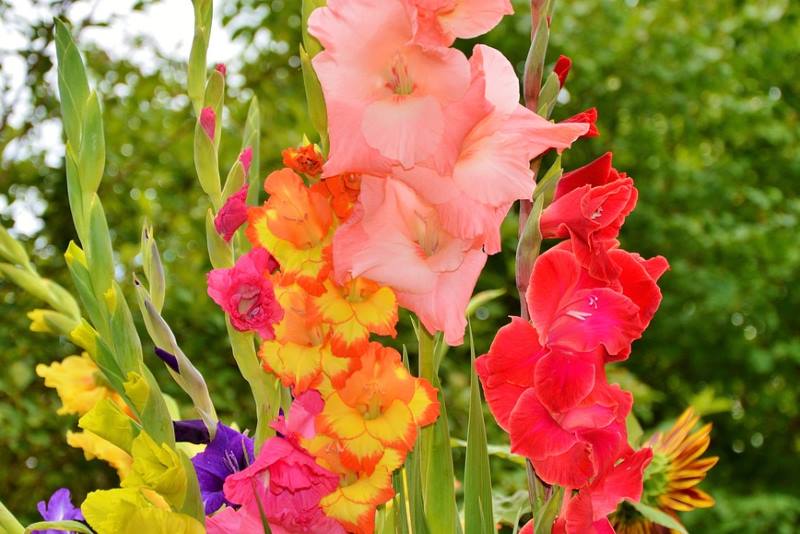 Gladiole