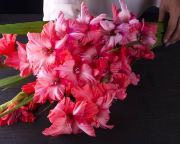 JEZIK CVIJEĆA: Što simboliziraju gladiole i kada ih poklanjamo?