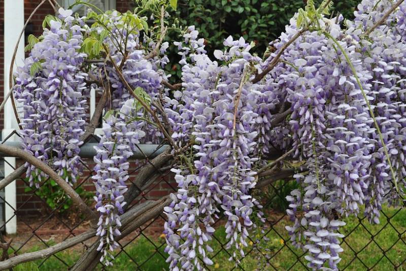 GLICINIJA (plava kiša, visterija): Uzgoj, sadnja, razmnožavanje...