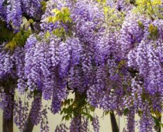 GLICINIJA (plava kiša, visterija): Uzgoj, sadnja, razmnožavanje...