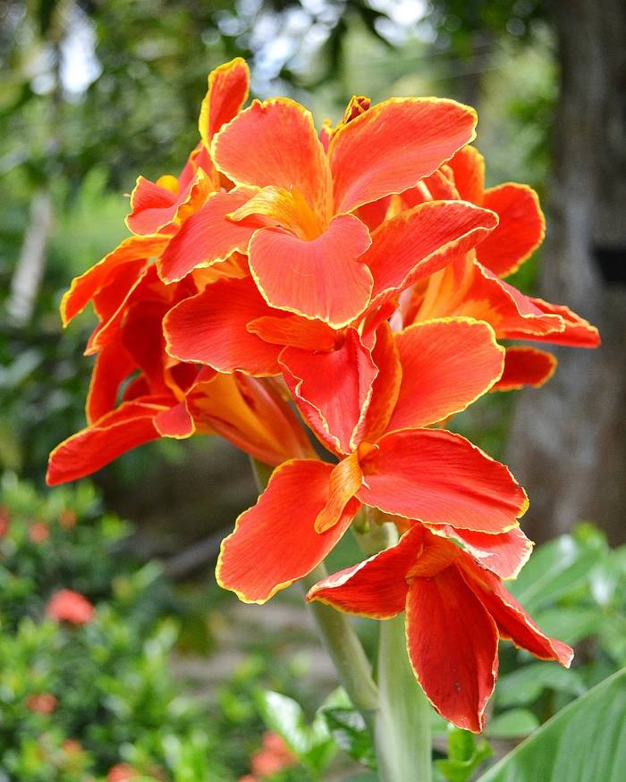 KANA: Tropska biljka koja donosi dašak egzotike u naše vrtove