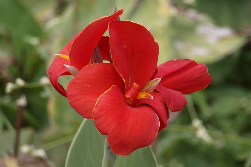 KANA: Tropska biljka koja donosi dašak egzotike u naše vrtove