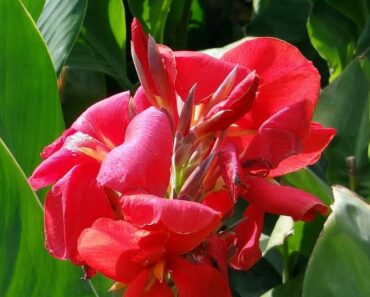 KANA: Tropska biljka koja donosi dašak egzotike u naše vrtove