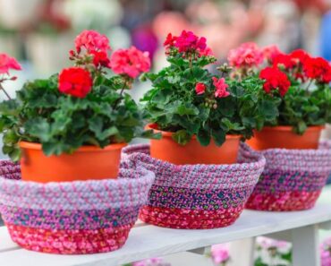 NAJBOLJI IZBOR: 5 nezahtjevnih balkonskih krasotica koje uspijevaju baš svima [FOTO]