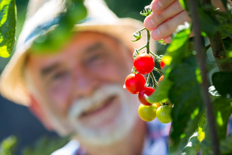 RAJČICE NA BALKONU: Dragocjeni savjeti i trikovi za uspješan uzgoj