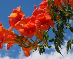 TEKOMA: Bujna penjačica bogata cvatom, otporna na niske temprature