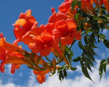 TEKOMA: Bujna penjačica bogata cvatom, otporna na niske temprature