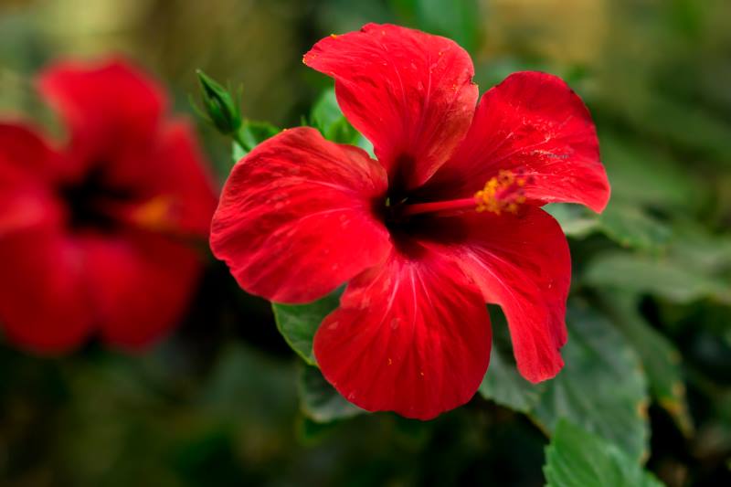 TROPSKI HIBISKUS (KINESKA RUŽA): Biljka koja najduže i najraskošnije cvjeta