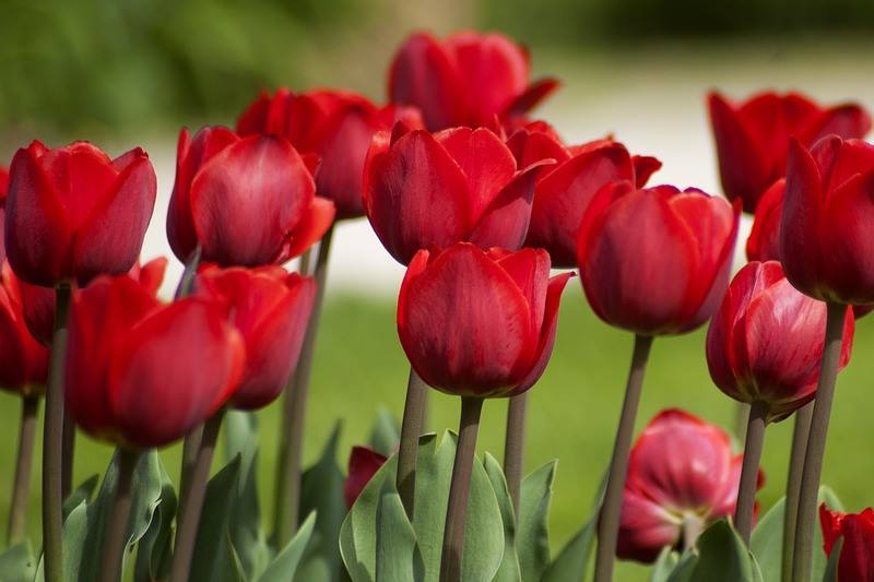 Pet zanimljivih činjenica o tulipanima koje vjerojatno niste znali