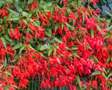 BOLIVIJSKA BEGONIJA: Kraljica među begonijama koja se ne boji vrućine