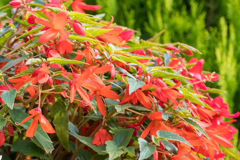 BOLIVIJSKA BEGONIJA: Kraljica među begonijama koja se ne boji vrućine