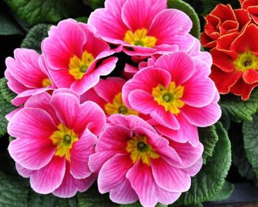 JAGLAC: Prekrasan cvijet koji ne voli visoke temperature