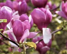 MAGNOLIJE - PREDIVAN UKRAS SVAKOG VRTA: Evo kako se sade i njeguju