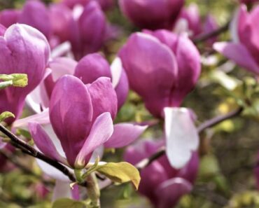 MAGNOLIJE - PREDIVAN UKRAS SVAKOG VRTA: Evo kako se sade i njeguju