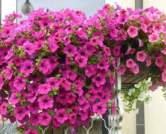 10 prekrasnih balkonskih biljaka koje će i uz minimalnu njegu cvjetati cijelo ljeto