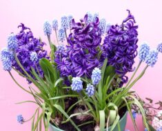 ZUMBULI U STANU: Kako ih njegovati da što duže cvatu?