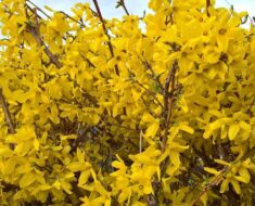 FORZICIJA: Vjesnik proljeća s prekrasnim žutim cvjetovima - kako je posaditi i njegovati