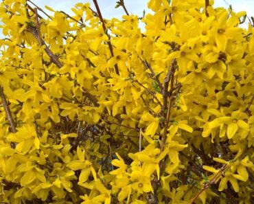 FORZICIJA: Vjesnik proljeća s prekrasnim žutim cvjetovima - kako je posaditi i njegovati