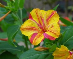 NOĆNA FRAJLA: Cvijet koji osvaja nježnošću i opojnim mirisom