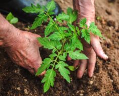 ISKUSTVA BIOVRTLARA: Koje biljke posaditi pored rajčica da dobijete više plodova