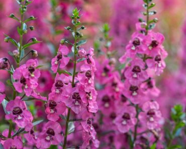 ANGELONIJA: Prekrasan cvijet koje podsjeća na orhideju