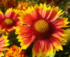 Gailardija - ljetni cvijet žuto-crvenih latica zahvalan za uzgajanje
