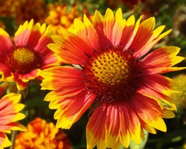 Gailardija - ljetni cvijet žuto-crvenih latica zahvalan za uzgajanje