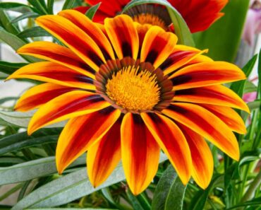 Gazanija ili sunčica – prekrasan cvijet koji obožava balkone i sunce