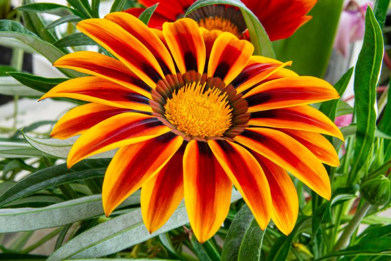 Gazanija ili sunčica – prekrasan cvijet koji obožava balkone i sunce