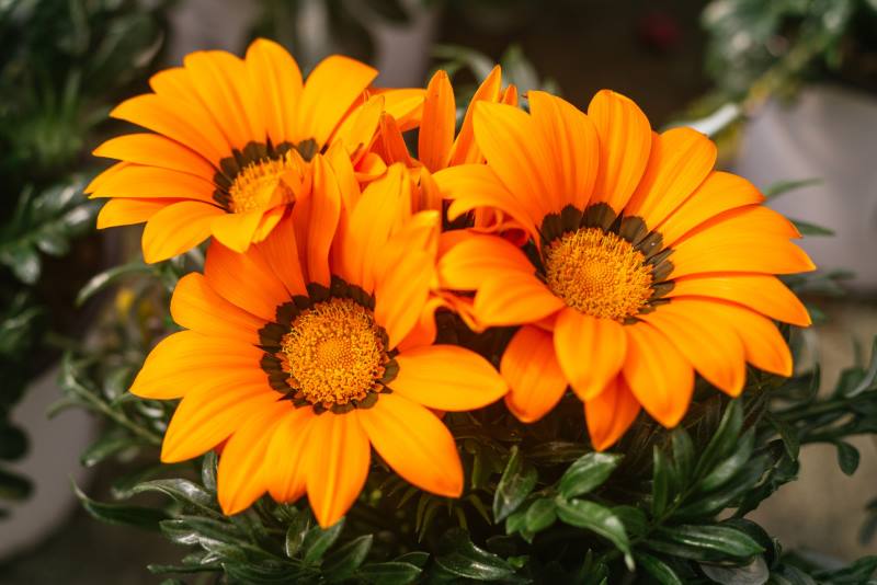 Gazanija ili sunčica – prekrasan cvijet koji obožava balkone i sunce