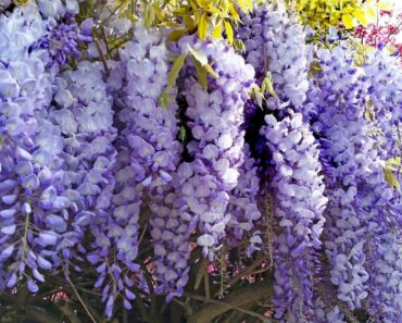 Što učiniti da bi glicinija svake godine obilno cvala?