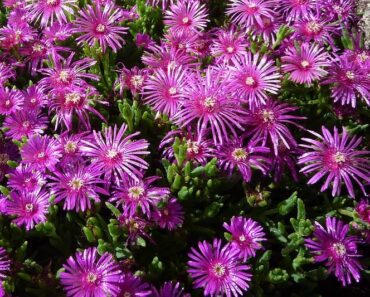 PUSTINJSKA RUŽA: Izdržljiva puzavica koja obilno cvjeta uz minimalnu njegu