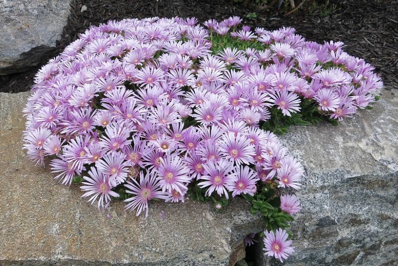 PUSTINJSKA RUŽA: Izdržljiva puzavica koja obilno cvjeta uz minimalnu njegu