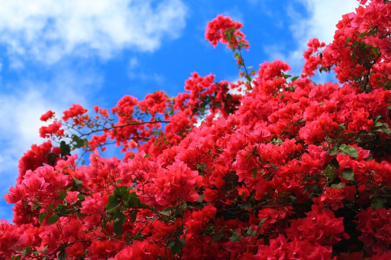 BUGENVILIJA: Raskošna mediteranska penjačica koja se uzgaja i u hladnijim krajevima