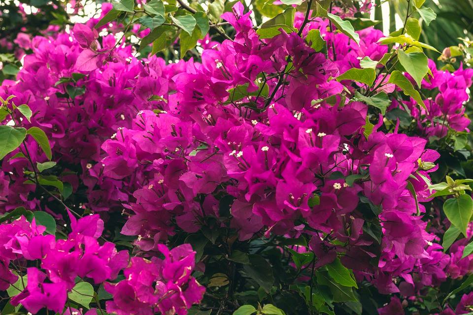 BUGENVILIJA: Raskošna mediteranska penjačica koja se uzgaja i u hladnijim krajevima