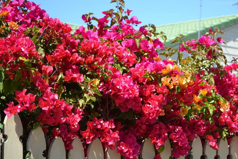 BUGENVILIJA: Raskošna mediteranska penjačica koja se uzgaja i u hladnijim krajevima