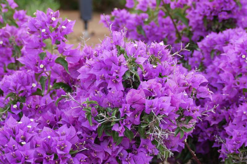 BUGENVILIJA: Raskošna mediteranska penjačica koja se uzgaja i u hladnijim krajevima