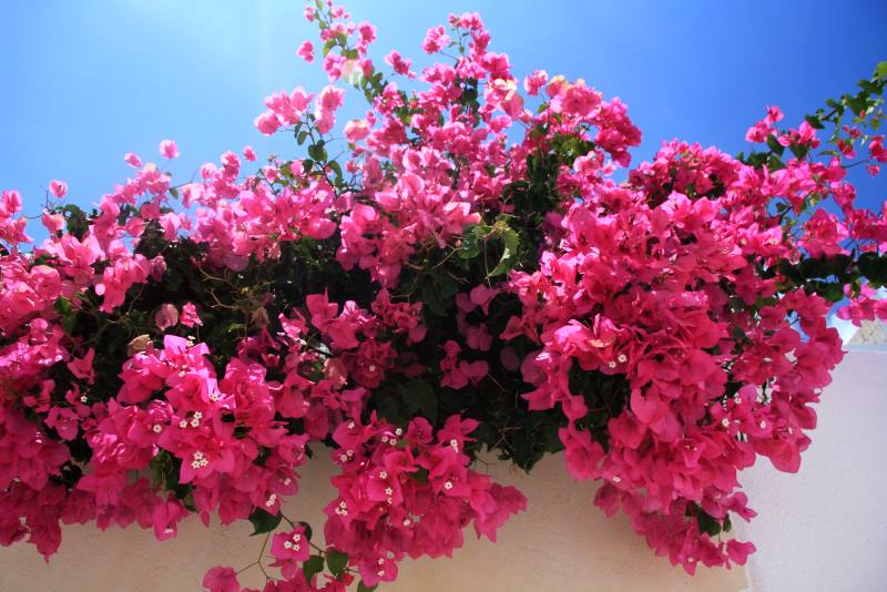 BUGENVILIJA: Raskošna mediteranska penjačica koja se uzgaja i u hladnijim krajevima