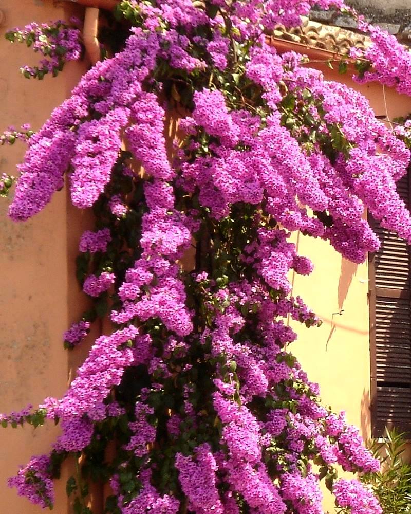 BUGENVILIJA: Raskošna mediteranska penjačica koja se uzgaja i u hladnijim krajevima