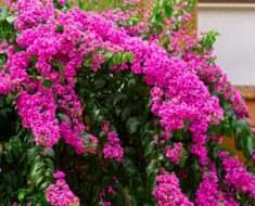 BUGENVILIJA: Raskošna mediteranska penjačica koja se uzgaja i u hladnijim krajevima