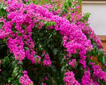 BUGENVILIJA: Raskošna mediteranska penjačica koja se uzgaja i u hladnijim krajevima
