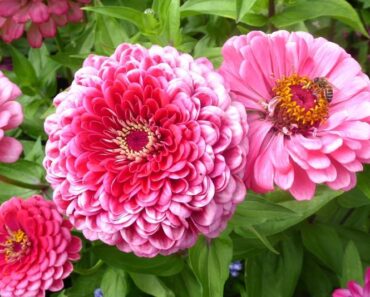 CINIJA: Cvijet koji će oživjeti vaš vrt i unijeti u njega vedre boje