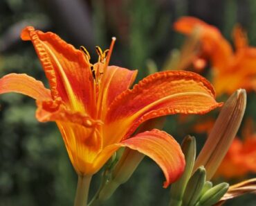 DNEVNI LJILJAN: Biljka prekrasnih krupnih cvjetova koji traju samo jedan dan